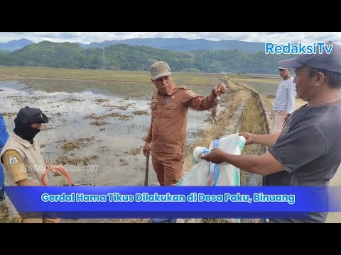 Wujudkan Swasembada Pangan, Distanpan Polman Massifkan Gerdal Hama Tikus