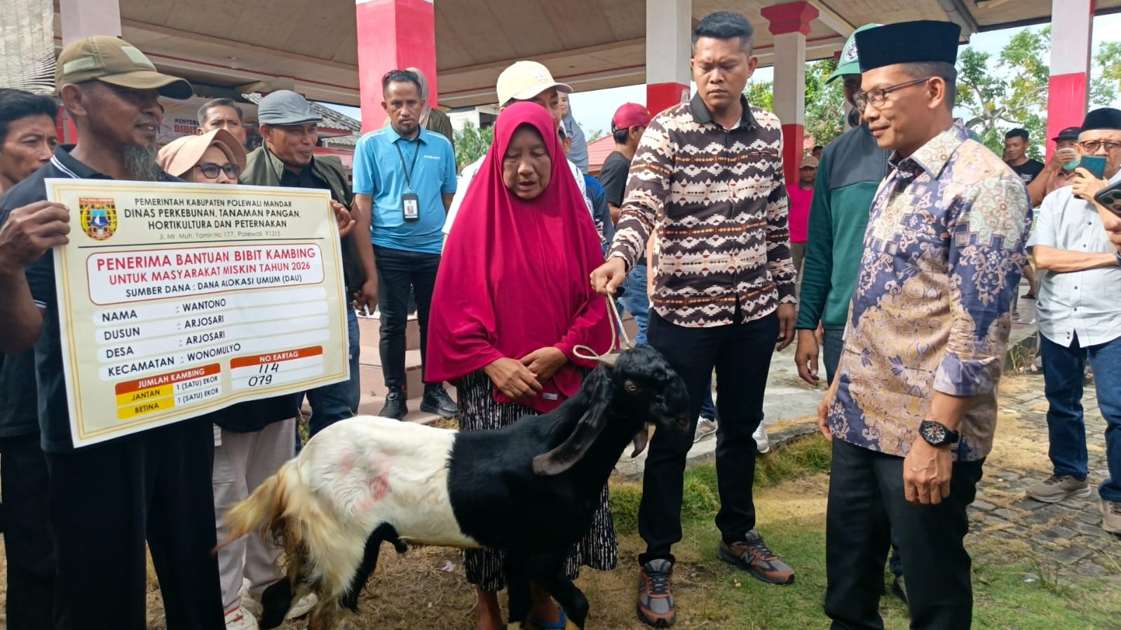 Dongkrak Ekonomi Rakyat, Bupati Polewali Mandar Salurkan 170 Kambing di Wonomulyo