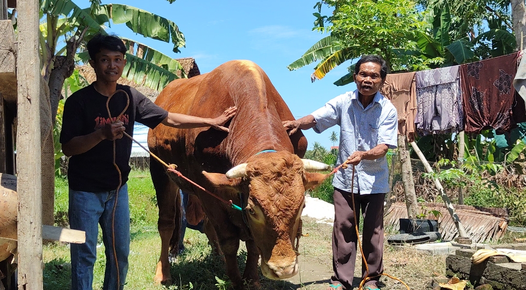 Mengenal ‘Bagong’, Sapi Raksasa 1 Ton Lebih asal Wonomulyo Dipinang Presiden