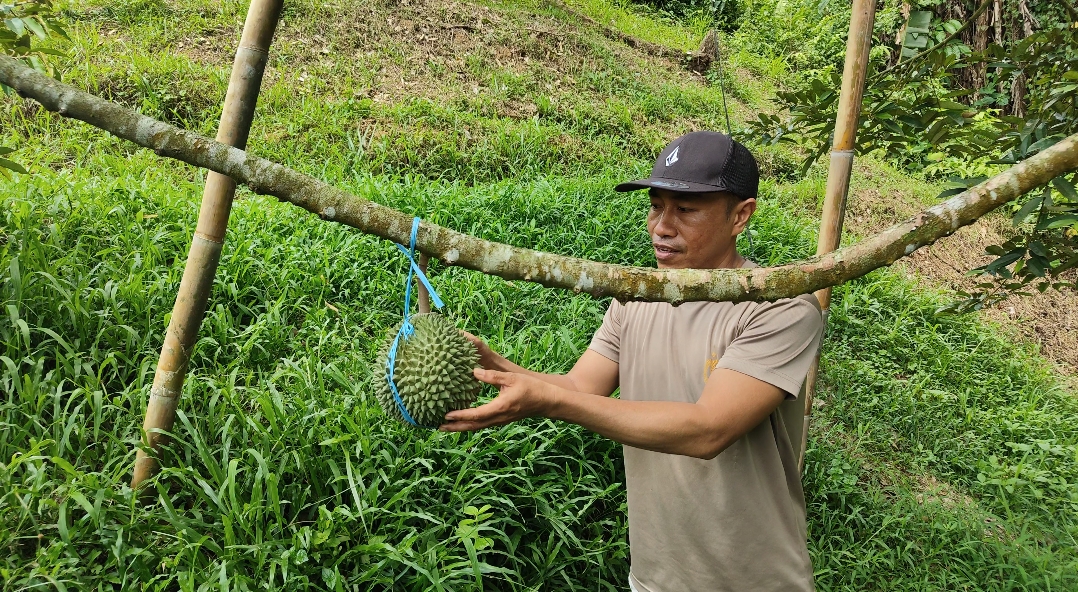 Kisah Inspiratif Aipda Irham: Personel Polres Polman Sukses Sulap Lahan Gersang Jadi Kebun Durian Premium