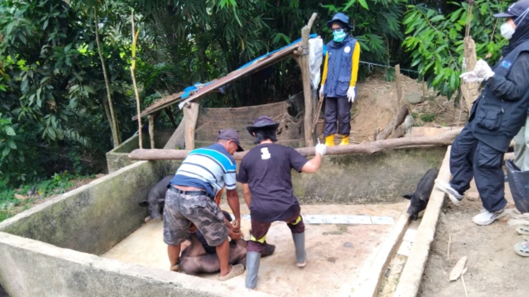 Diduga Diserang Virus ASF, Puluhan Babi di Matakali Polman Mati Mendadak